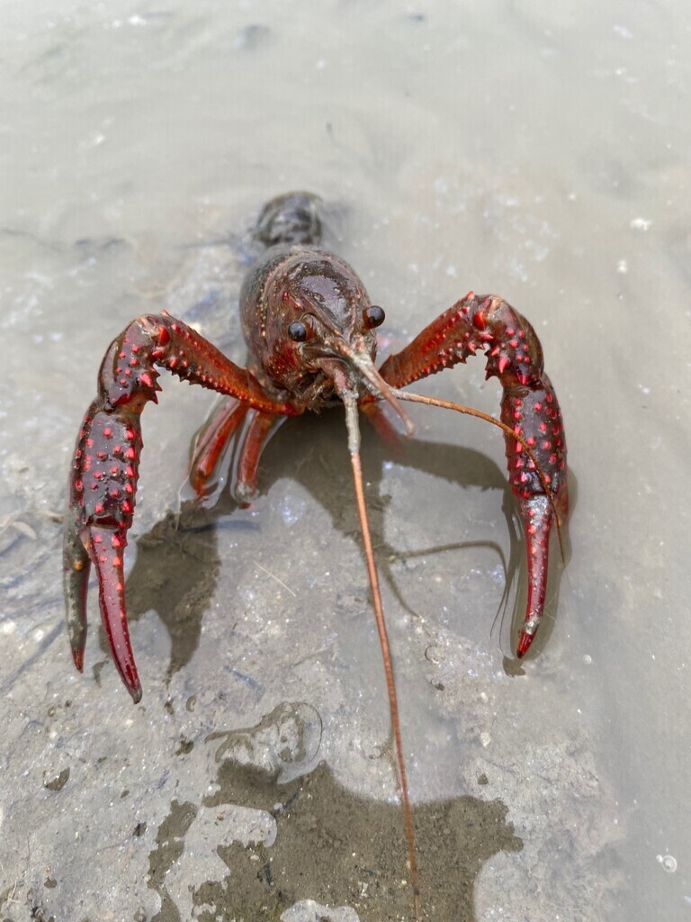 『自然と共生する田んぼで生き物みっけ♬』完全オーガニックの食事付き