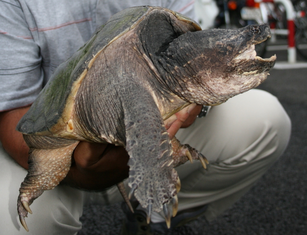 カメ先生に聞く川の生物多様性